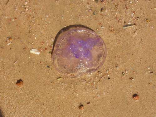 Jellyfish Marine Life Beach Purple Egypt