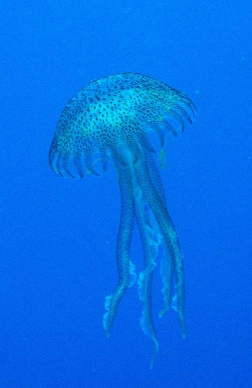 Jellyfish Malta Mediterranean Diving Creature