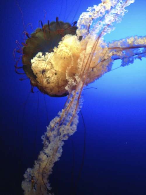 Jellyfish Blue Creature Deep Sea Creature