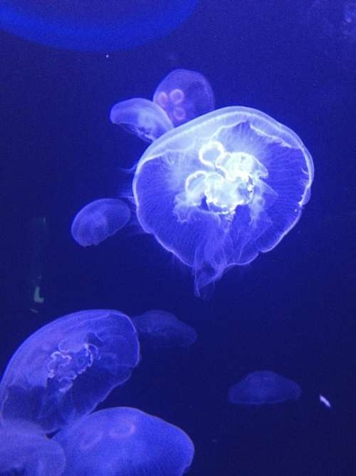 Jellyfish Blue White Float Creature Water