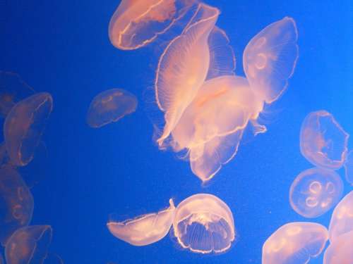Jellyfish Aquarium Sea Marine Fauna