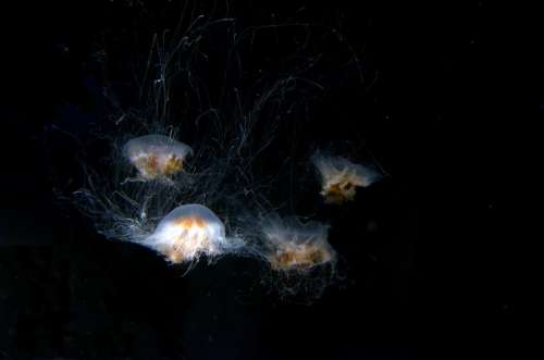 Jellyfish Aquarium Underwater Peaceful Sea Life