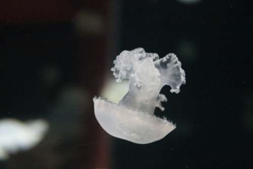 Jellyfish Jelly Fish Aquarium Ocean Sea Life