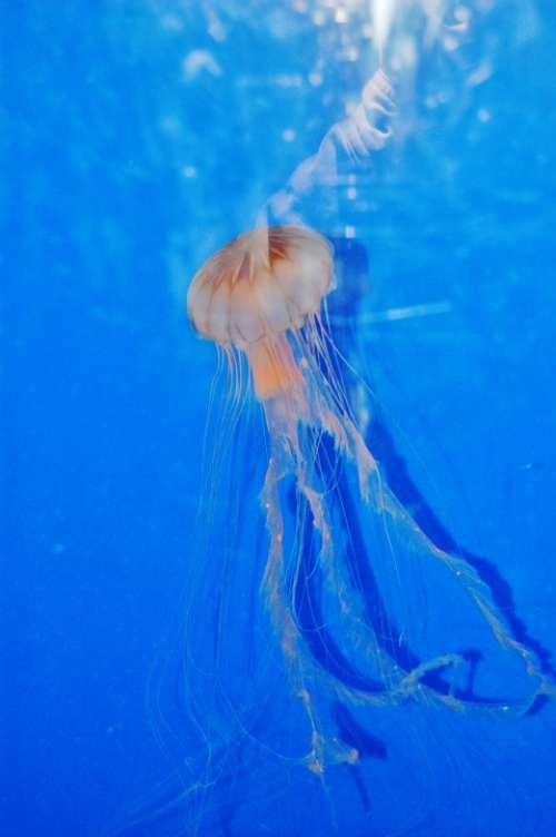 Jellyfish Aquarium Marine Swimming Creature