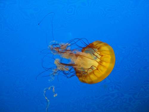 Jellyfish Blue Marine Animal Jellies Float