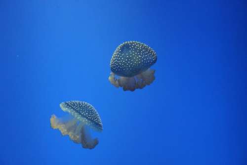 Jellyfish Ocean Sea