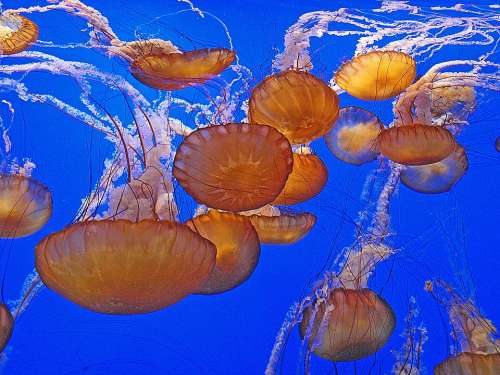 Jellyfish Sealife Animals Invertebrates Ocean