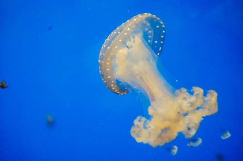 Jellyfish Blue Aquarium Ocean Sea Animal