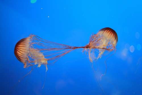 Jellyfish Ocean Creatures Fish Sting Sea