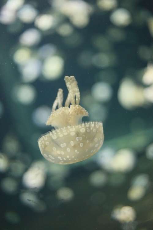 Jellyfish Aquatic Life Sea Creature Swimming Swim