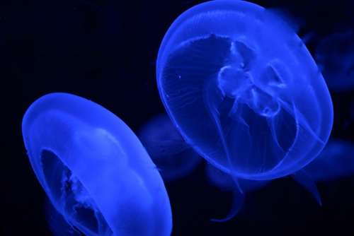 Jellyfish Animal Blue Aquarium Water Creature
