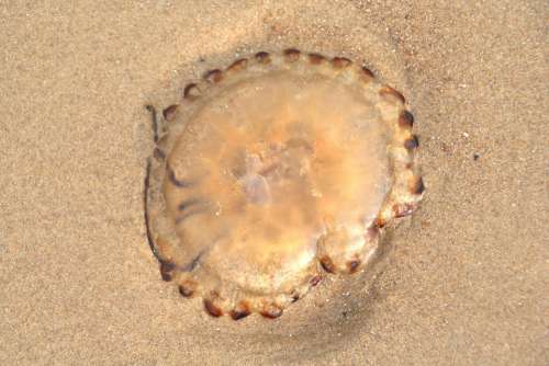Jellyfish Sand Beach Marine Life