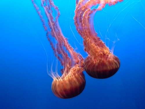 Jellyfish Aquarium Beautiful Water Underwater