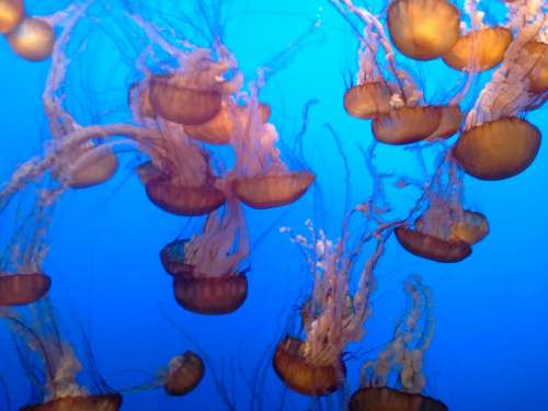 Jellyfish Tentacles Poison Underwater Aquarium