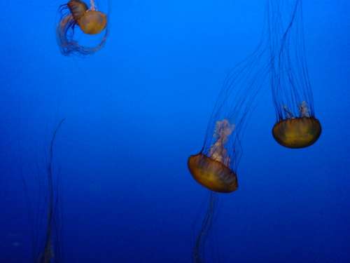 Jellyfish Sea Aquarium Sea ​​Animals Water Animals