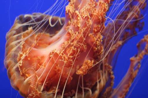 Jellyfish Tentacles Sea Ocean Water Marine Coast