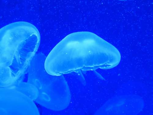 Jellyfish Cnidarian Water Sea Aquarium