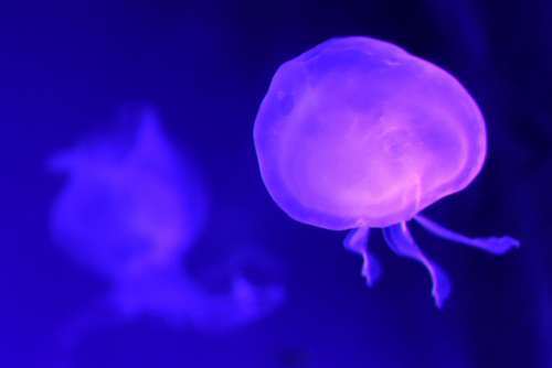 Jellyfish Sea Uv Marine Fauna