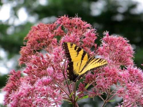 Joe Pye Weed Butterfly Flowers Yellow Pink