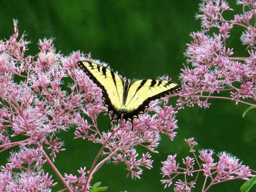 Joe Pye Weed Butterfly Flowers Yellow Pink