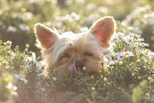 Jokršírský Terrier Terrier Dog Sun