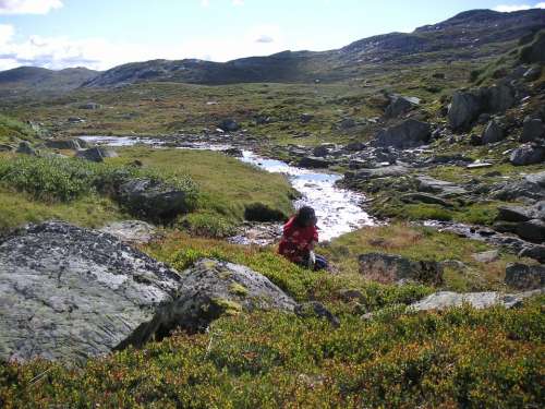 Jotunheimen Gerin Blueberry