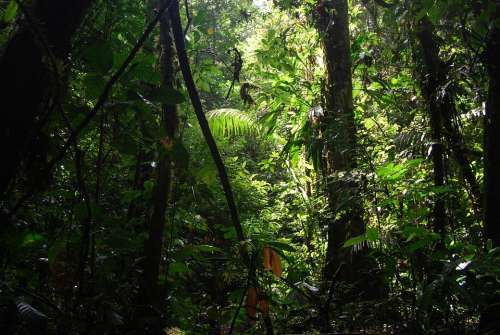 Jungle Ecuador Nature Green Beauty Trees Forest