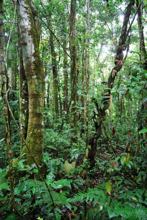 Jungle Ecuador Nature Green Beauty Trees Forest