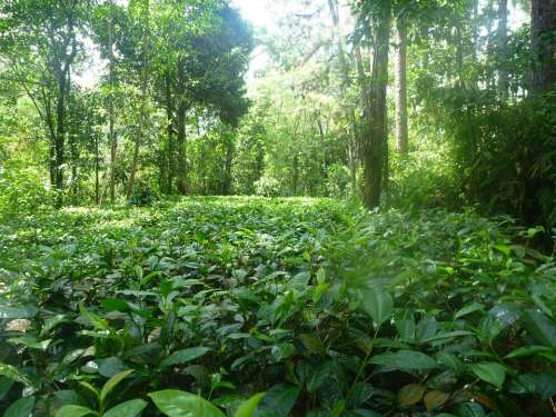Jungle Nature Tea Ceylon Rainforest