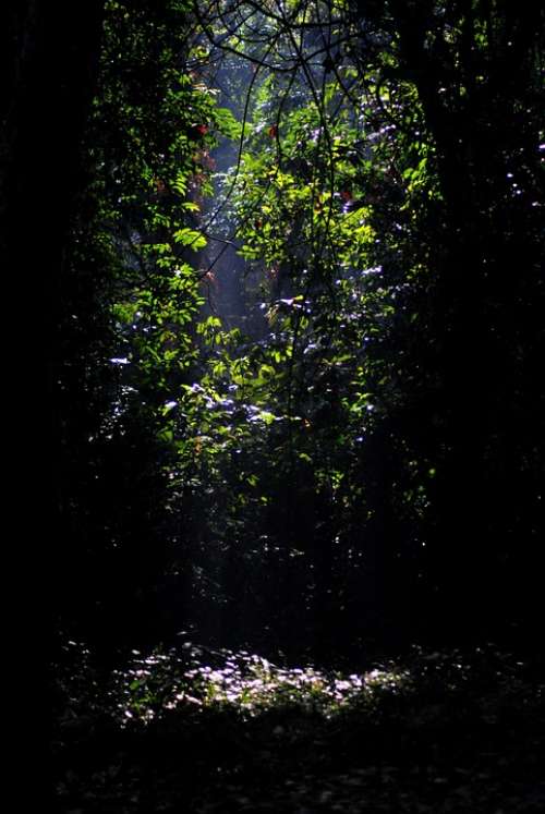 Jungle Gorumara Forest Trees Leaves Dark Nature