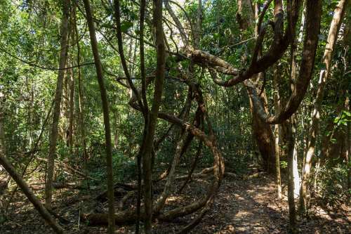 Jungle Forest Path Australia
