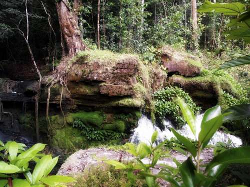 Jungle Brazil Plants Nature Water Waterfall