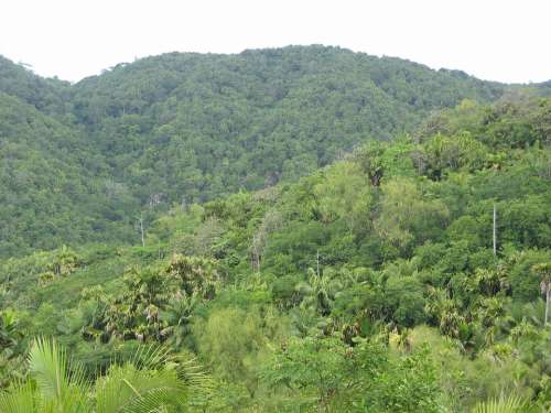 Jungle Forest Tropical Seychelles Green Fouling