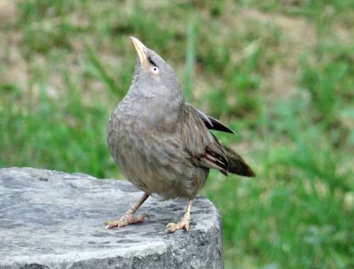 Jungle Babbler Turdoides Striata Bird Babbler