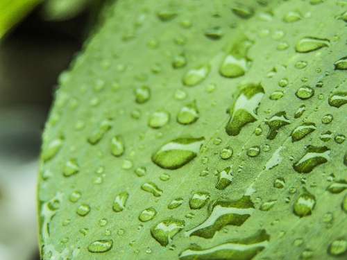 Just Add Water Foliage Rain Green Raindrop