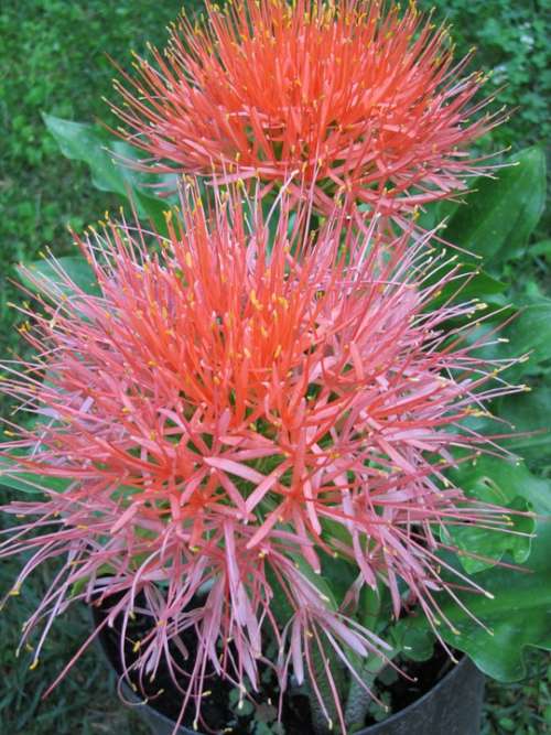 Justin Flower Garden Huge Flower Red Flower