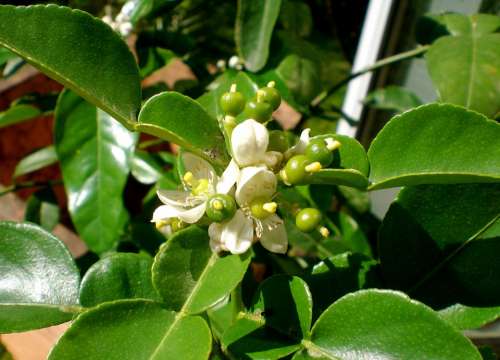 Kaffirblaetter Kaffirlimetten Citrus Citrus Fruit