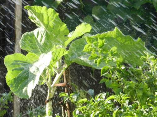 Kale Rain Verdura