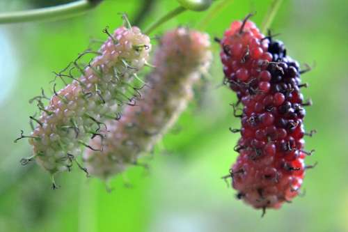 Kambilimass Berries Fruit Red Fruit Mawanella