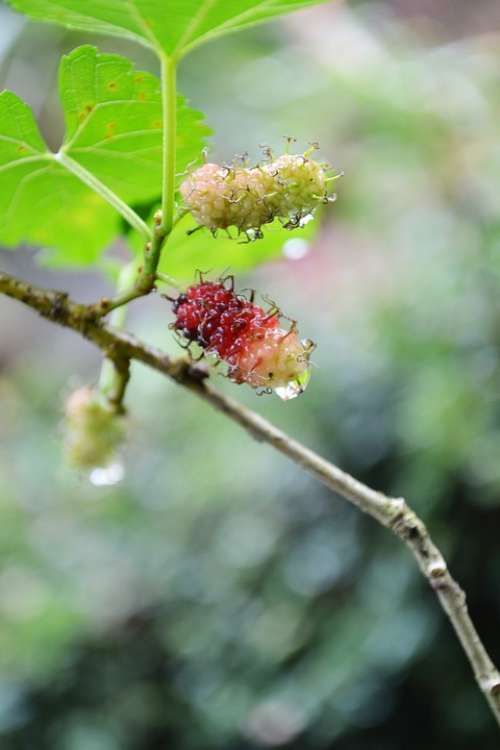 Kamblimas Berries Berry Nature Water Drops Wet