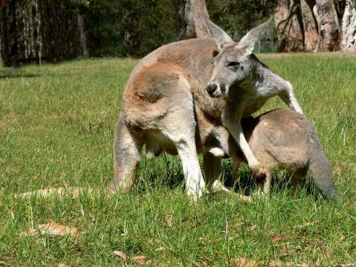 Kangaroo Joey Pouch Baby Sleepy Cute Marsupial