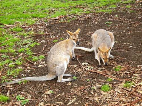 Kangaroo Australian Wallaby Wildlife Australia Hop
