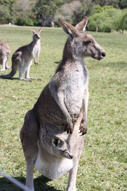 Kangaroo Baby Nature Marsupial Australia Wildlife