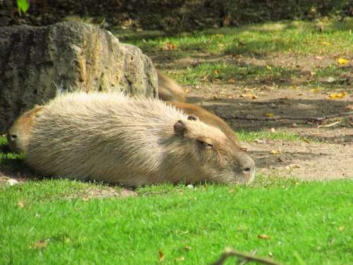 Kapibara Animal Grass Rest Zoo