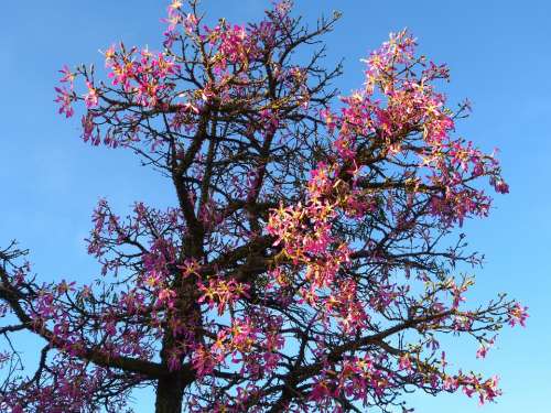 Kapok Tree Ceiba Pentandra Pochote Blossom Bloom