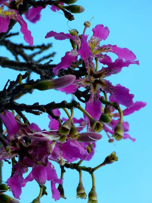 Kapok Tree Ceiba Pentandra Pochote Blossom Bloom