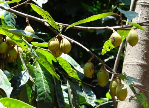 Kathalekan Marsh Nut Tree Critically Endangered