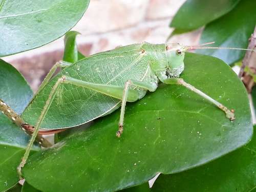 Katydid Grasshopper Leaf-Grasshopper Insect Green