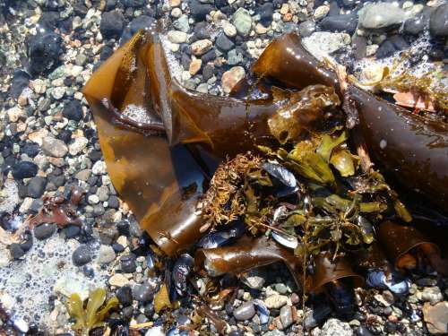 Kelp Muscles Shore Sea Rocks Ocean Nature