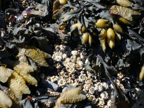 Kelp Barnacles Shore Tide Pacific Ocean Close-Up